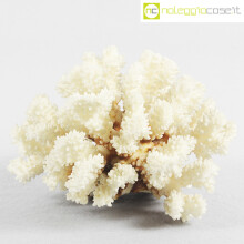 Minerali corallo bianco Acropora 01