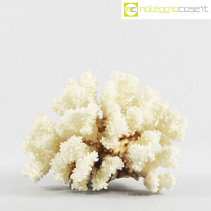 Minerali, corallo bianco Acropora 01 (2)