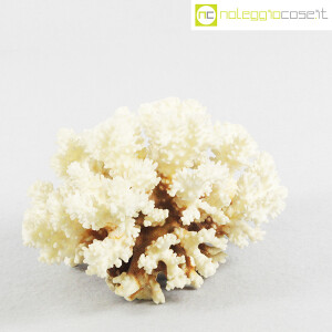 Minerali, corallo bianco Acropora 01 (3)