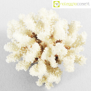 Minerali, corallo bianco Acropora 01 (4)