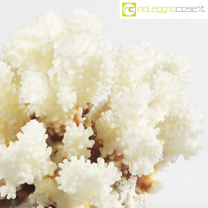 Minerali, corallo bianco Acropora 01 (6)