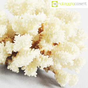 Minerali, corallo bianco Acropora 01 (8)