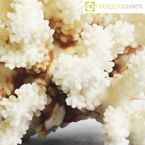 Minerali, corallo bianco Acropora 01 (8)