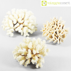 Minerali, corallo bianco Acropora 01 (9)