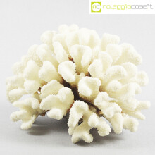 Minerali corallo bianco Acropora 02