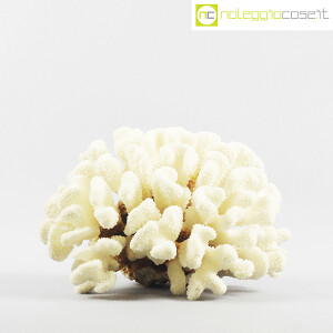 Minerali, corallo bianco Acropora 02 (2)