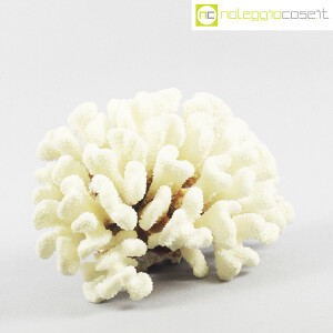 Minerali, corallo bianco Acropora 02 (3)