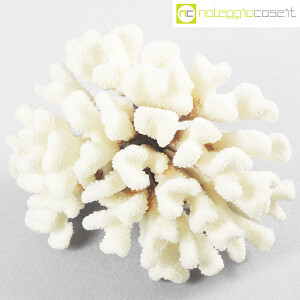 Minerali, corallo bianco Acropora 02 (4)