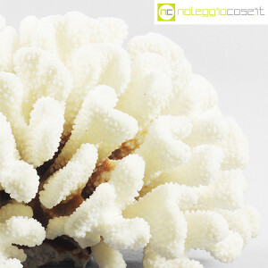 Minerali, corallo bianco Acropora 02 (6)