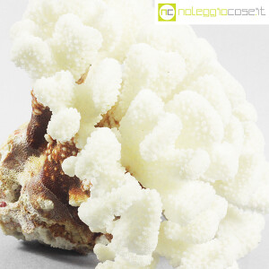 Minerali, corallo bianco Acropora 02 (8)