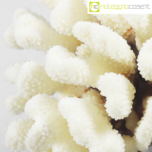 Minerali, corallo bianco Acropora 02 (9)